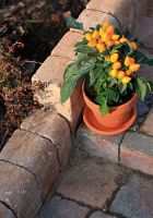 canto_0573.Canto_trapez_postarzany_orzechowy_Country_postarzany_tajga2