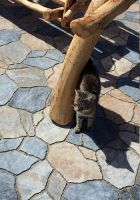 petra_alpen_onyx_gladki_e